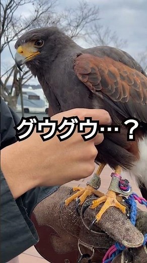 懐く猛禽類って知ってた？＃ハリスホーク＃猛禽類＃懐く猛禽類＃動物動画
