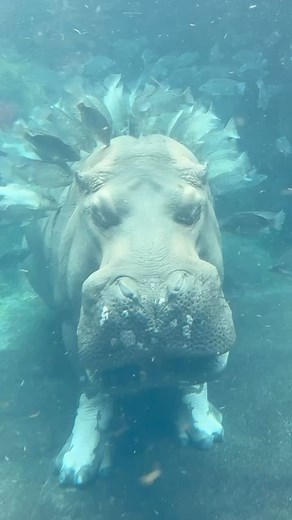 Cincinnati Zoo on Instagram: "Spa day for Tucker! The tilapia that share the pool with our hippos serve multiple purposes. They help to keep the water clean by eating the hippo dung and they also eat the dead skin off of the hippos which keep them clean and free of micro-organisms. This is referred to as a symbiotic relationship. #hippo #spa #cincinnatizoo"