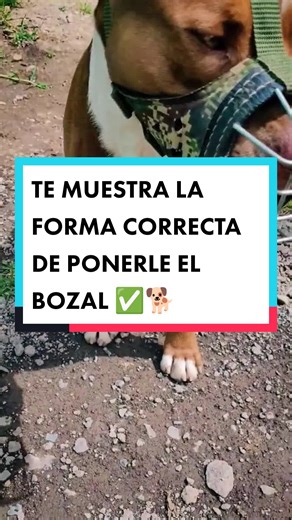 Cómo usar el bozal con tu perro correctamente