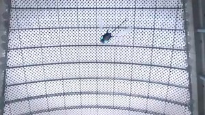 8.5K views · 154 reactions | The dragonfly is a master flyer—it can...