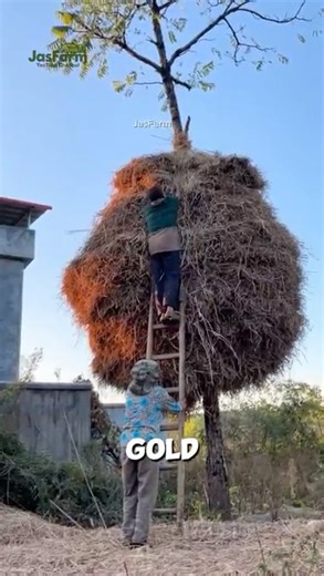 Why Farmers Build Floating Haystacks on Trees!