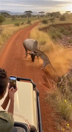 LEOPARD vs COW: Intense Mountain Cliff Battle! 😱🐆 #wildlife #animals #leopard #Shorts