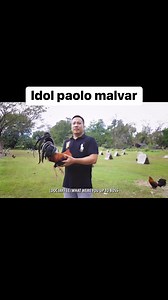 3.6K views · 83 reactions | Idol paolo malvar tips for brooding credit to thunderbird and sabong tv and also to idol paolo malvar. | SF Bjc Gamefarm | Facebook