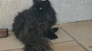 39 reactions · 17 comments | Does your cat sit like this? #catsitting #catsloversworld #persiancats #catlover #kittycat #kitty #catmoments @everyone | Angel's Eyes - Persian | Facebook