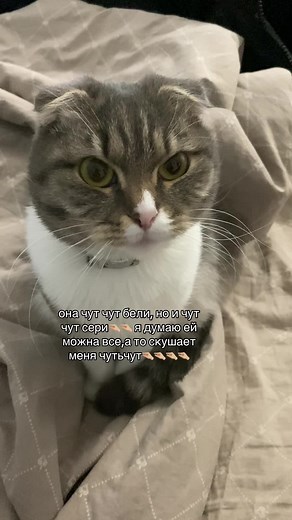 Chloetaya Chaturbate: Хлоя и Фрейя🎀