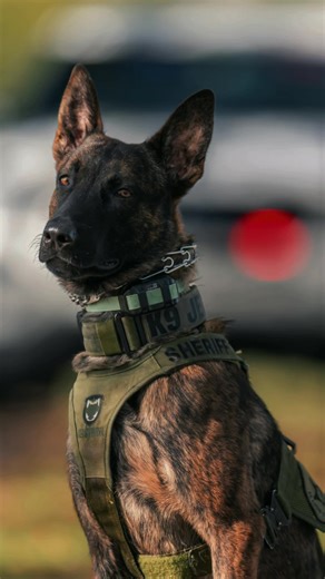 Handsome Dutch Shepherd Moments with K9 Jett