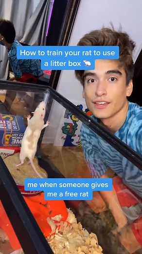 Training Keisha: How to Potty Train Your Rat