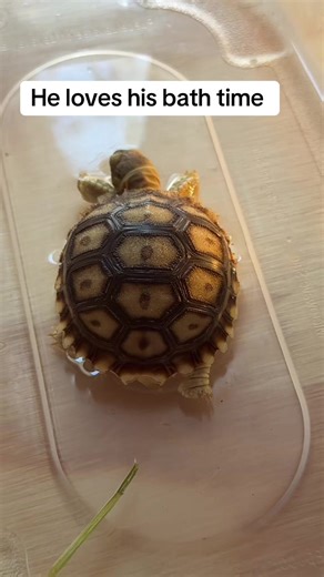 Sulcata tortoise loves a warm bath #tortoise #sulcata #reptile #fyp