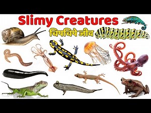 20 Slimy Creatures for Kids 🐌 | Learn Wiggly Animals & Fun Facts | Educational Video for Toddlers