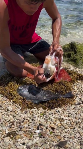 You Won't Believe What Was Inside This Squid!