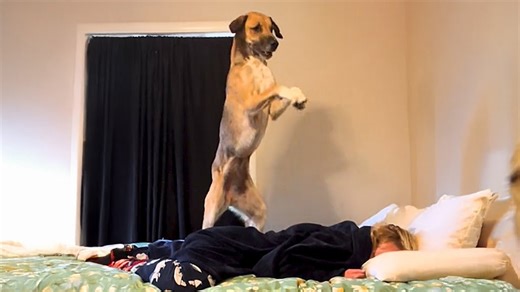 Watch what happens when your alarm clock is a dramatic dog