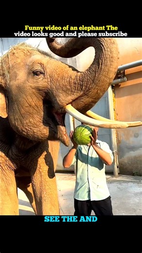 The elephant ate a big watermelon