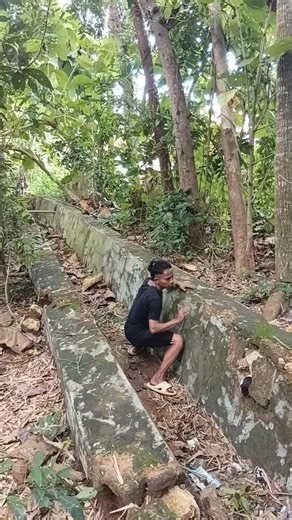 Old walls become unique animal nests! #nature #shortvideo