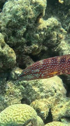 Stunning Reef Colors — Coral Grouper on the Move 🫥🐟🌊