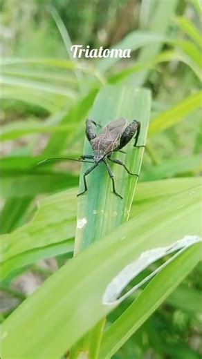 Beware of the Kissing Bug! ⚠️ Triatoma in the Garden #nature #bug