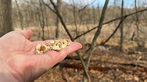 37K views · 1.4K reactions | A Tufted Titmouse looks for the perfect peanut. 樂 If you’re wondering who is making the noise in the background, that’s another Tufted Titmouse. | Jocelyn Anderson Photography | Facebook