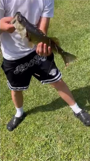 Nice Bass Catch #bassfishing #fishing #bass