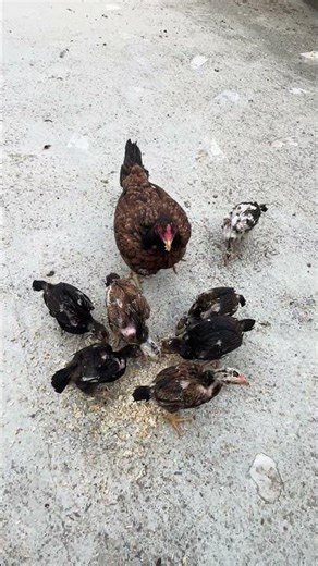 Two months old chicks 🐥 #shorts #youtubeshorts