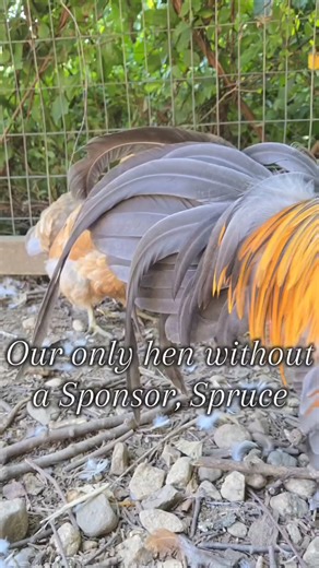 Spruce lost her sponsor, she is our only hen without a special hero🧡She's a sweet gal and sticks by her Sister, Aspen🧡It’s an absolute must that all of our residents have at least 1 sponsor - the cost of care increases as our residents age. And the cost of everything in general is on the rise!Did you know that the best way to help a sanctuary is to simply sponsor an animal? If you would like to sponsor this beautiful gal, please DM or visit www.patreon.com/therileyfarmrescue 🧡We also offer co