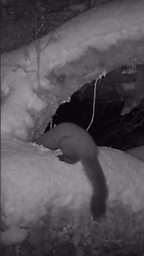 Have you ever seen a pine marten hunting in the snow? ❄️