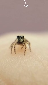 85K views · 3.9K reactions | Week 2 #jumpingspider #cutespider #tinyfriend #spiders | Spider Facts | Facebook