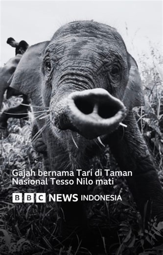 642K views · 21K reactions | Tari, anak gajah berusia dua tahun,...