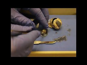 Sheep Eye Dissection