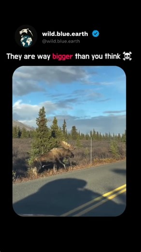 WildBlueEarth on Instagram: "🫎 Even bears avoid this animal 😬 - The moose isn’t just “a big deer.” It’s the largest member of the deer family on Earth, a solitary titan built for surviving some of the planet’s harshest winters. A full-grown bull moose can stand up to 2.3 meters tall at the shoulder — that’s roughly the height of a small car flipped upright or an NBA player plus another half a person. Its antlers alone can spread over 2 meters, wider than a standard refrigerator. But their size
