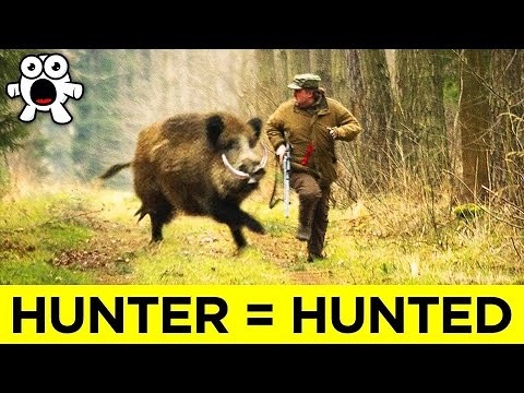 Animals Who Took REVENGE On Humans