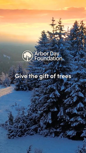 21K views | This holiday season, plant trees in forests to celebrate your loved ones for generations. | Arbor Day Foundation | Facebook