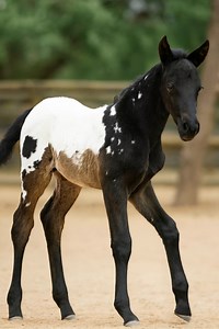 62K views · 4.4K reactions | With those long legs, bright eyes, and a striking Appaloosa coat, this little one is already turning heads. 懶 Every Appaloosa tells its own story through its unique markings — and we can’t wait to watch this youngster grow into theirs. ✨  What would you name this beauty? #AppaloosaFoal #HorseLove #SpottedBeauty #EquestrianLife #FoalWatch | Coloured Stallions | Facebook