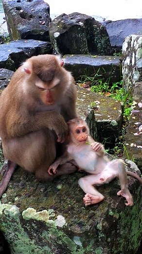 4.2K views · 116 reactions | The little Lynx's movements so lovely. | John Stewart | Facebook