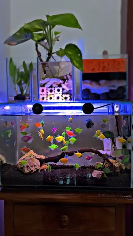GloFish Feeding Time: Enjoy the Glow in Your Aquarium