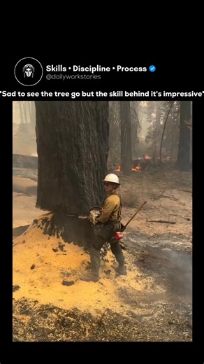 Skills | Discipline | Process on Instagram: "This video captures a high-stakes moment where a skilled wildland firefighter fells a massive, fire-damaged tree to prevent it from causing further danger during a forest fire. The firefighter uses a chainsaw to create specific cuts at the base of the tree. This technique ensures the tree falls in a very specific direction, avoiding other personnel or equipment in the area. You’ll notice the firefighter frequently looking up and around to monitor the