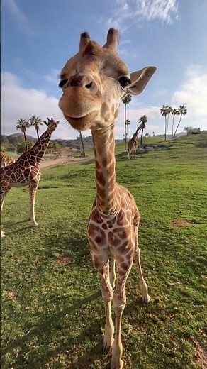 Close encounters of the giraffe kind 🦒🛸