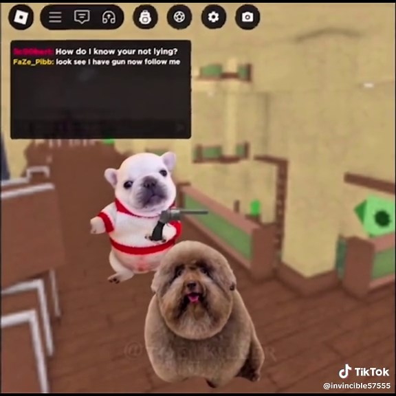 Funny Pibble Moments Compilation