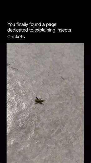 Explaining Insects 🦋 on Instagram: "Crickets are insects from the order Orthoptera, closely related to grasshoppers and katydids. They are best known for the chirping sounds males produce by rubbing their wings together to attract females or defend territory. Mostly nocturnal, crickets live in grasslands, forests, and even human homes. They feed on plants, small insects, and organic matter, and play an important role in ecosystems as both decomposers and prey for many animals. Follow @explainin