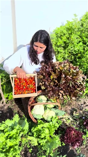 Harvesting Fresh Vegetables from the Garden
