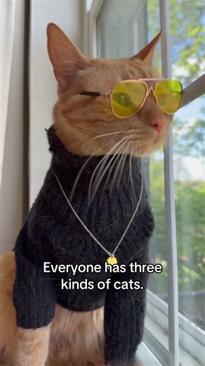 Everyone has 3 kinds of cats 😼