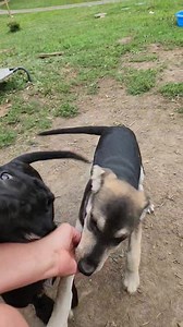 Hank and Hallee! Growing up in rescue, which isn't a bad thing but I know that when the right adopters find them, they'll wish they got to enjoy more puppihood together! #emotionalrescuedogs #emotionalhealing #dogrescue #petlovers | Emotional Rescue LLC