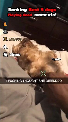 Top 5 Funniest Dogs Playing Dead Moments!