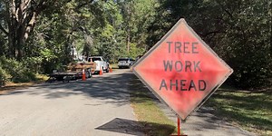 ‘Check your treetops’: Experts say drought is causing more trees to fall