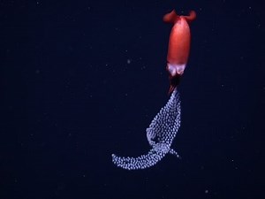 Pelagic parenting: A deep-sea squid broods its eggs