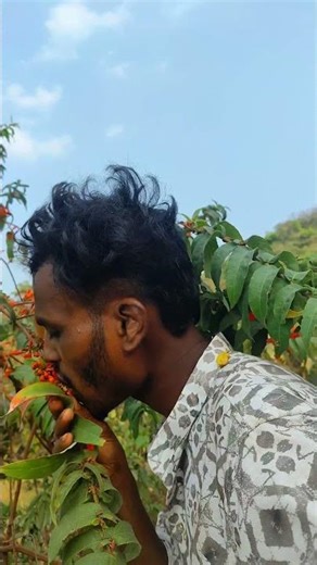 @# 🌿🌲निसर्गाची गोड भेट ❤️ रान मेवा 🌲