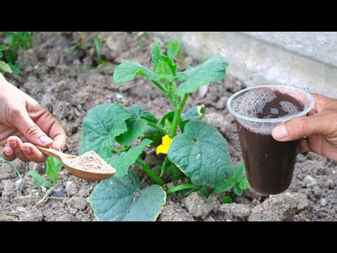 Secret to Making Homemade Organic Fertilizer for Plants, Free Fertilizer
