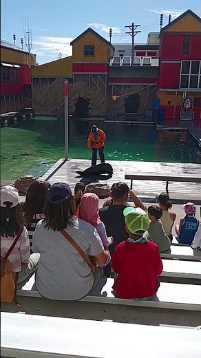 Seal Show 🦭 Sea World - Gold Coast Australia 🇦🇺