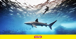 Au plus près des requins : un documentaire animalier aux images exceptionnelles