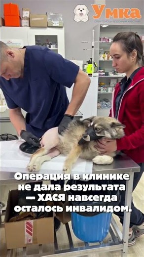 Помогите спасти Хасю — бездомную собаку, ставшую инвалидом из‑за человеческой жестокости! 🆘💔🐾