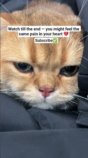 🐱 Sad Cat Crying Close Up — The Most Emotional Moment Ever Seen #aiintelligence #catsad