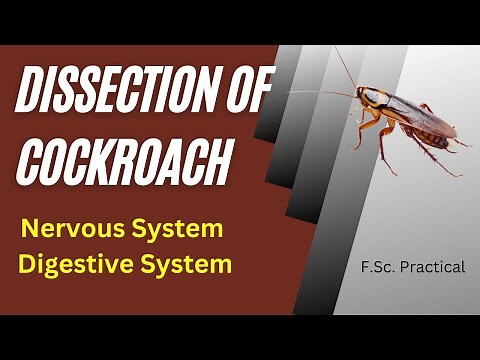 Dissection of Cockroach F. Sc. Pre-Medical Practical